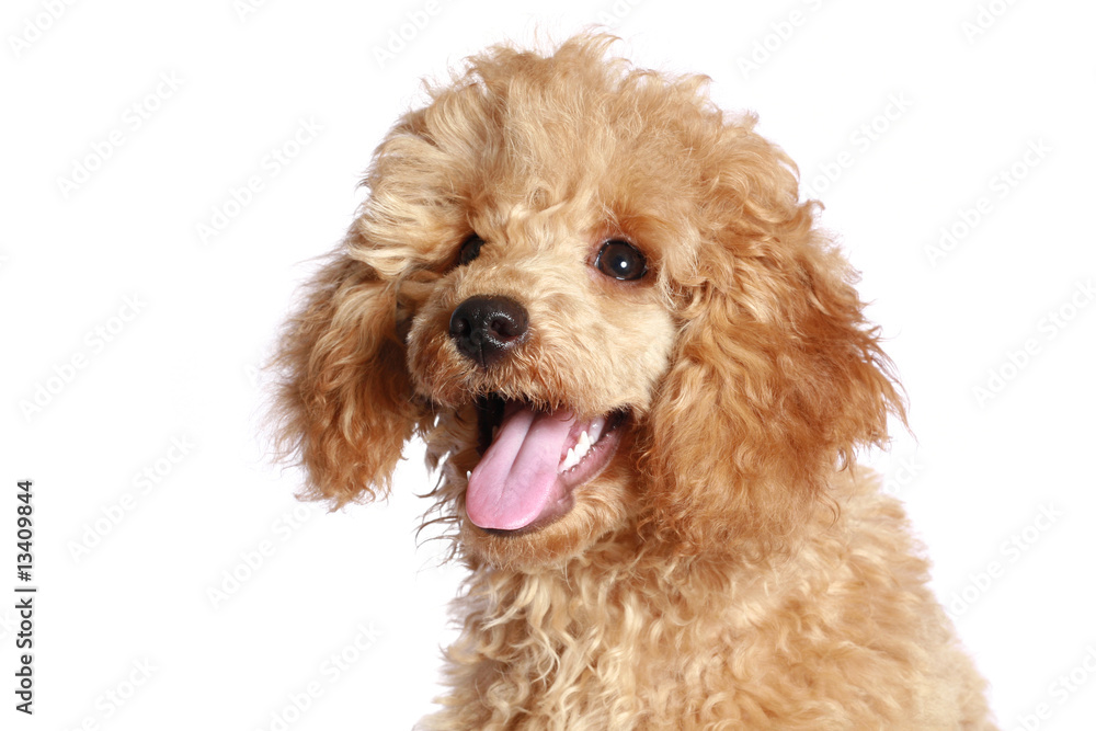 Apricot poodle puppy, isolated on white background Apricot poodle puppy, isolated on white background