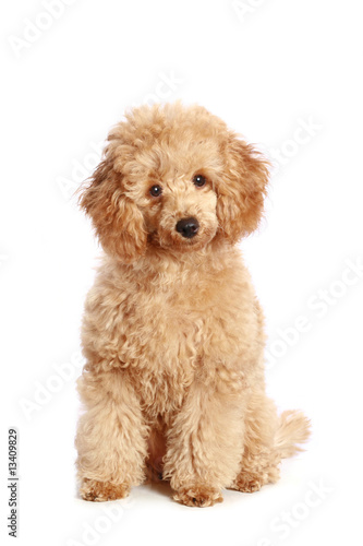 Apricot poodle puppy, isolated on white background