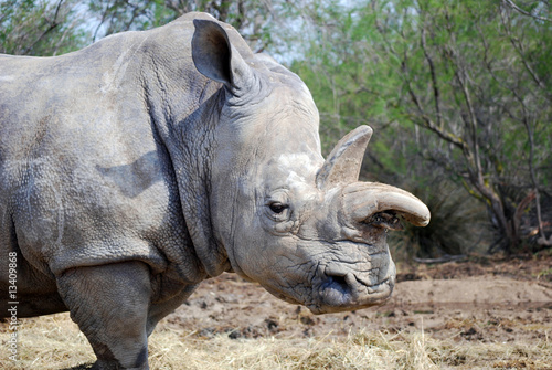 Un rhinocéros blanc