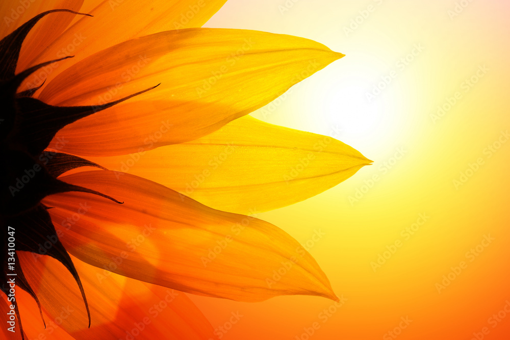 Sunflower at sunset, closeup. - obrazy, fototapety, plakaty 