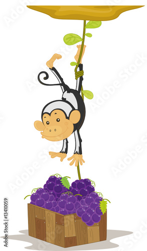 monkey