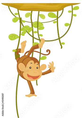 monkey