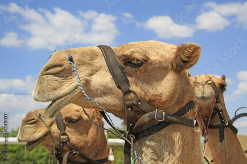 Camel up close