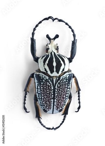 Goliathus orientalis