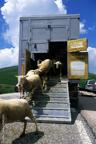 trasporto di ovini photo