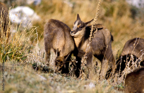 giovani camosci nel parco nazionale d'abruzzo in italia