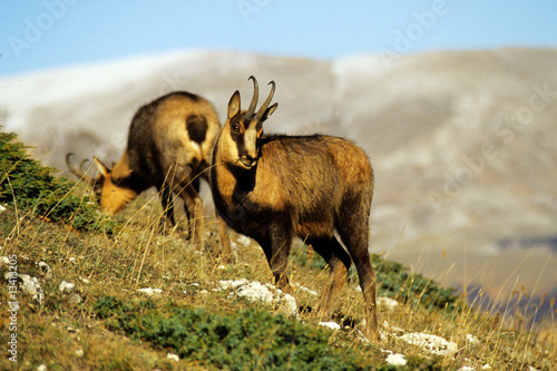 Camoscio d'Abruzzo in Italia