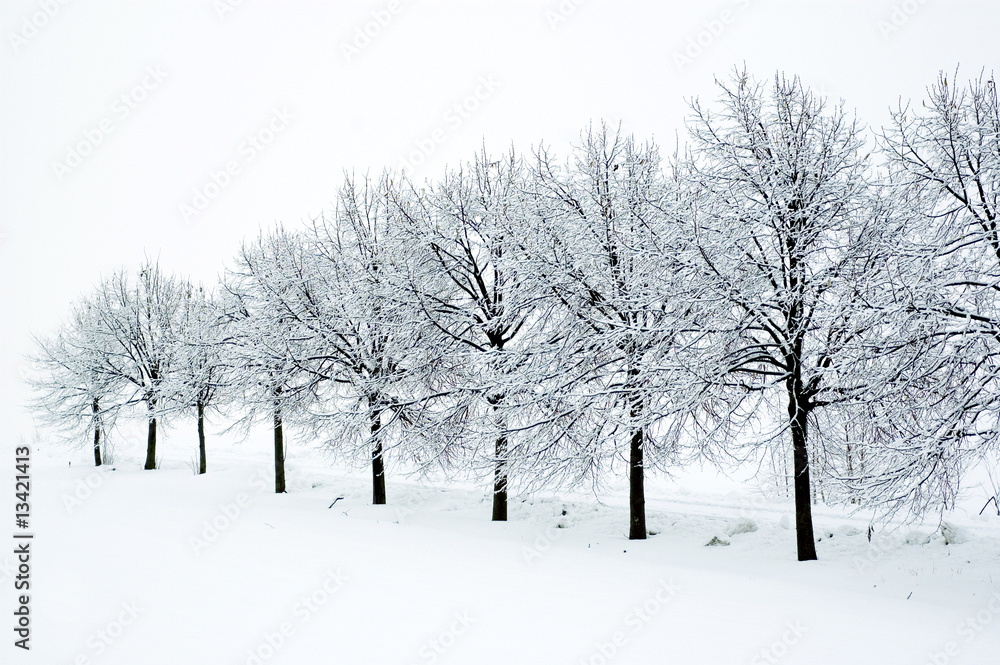 Fototapeta premium Baumreihe im Winter