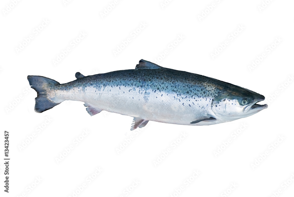 Obraz premium Salmon