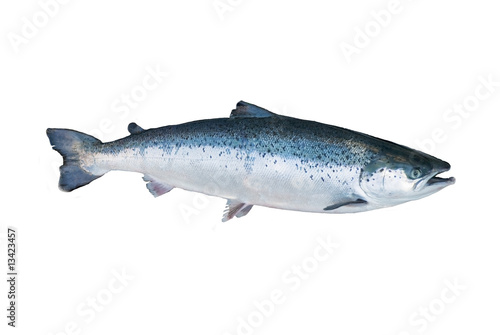 Salmon