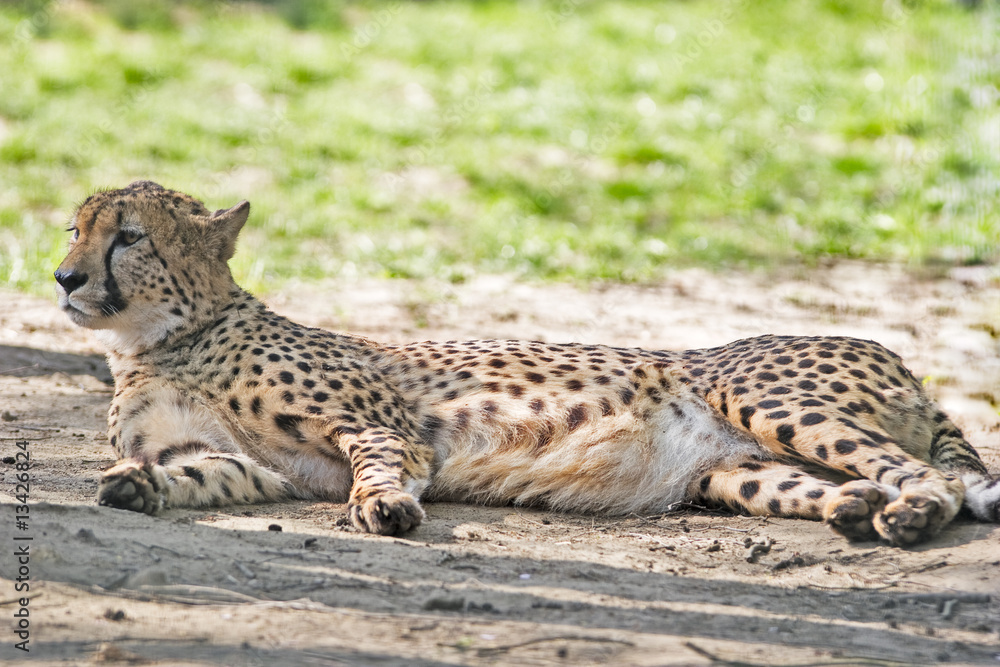 Gepard Gepard