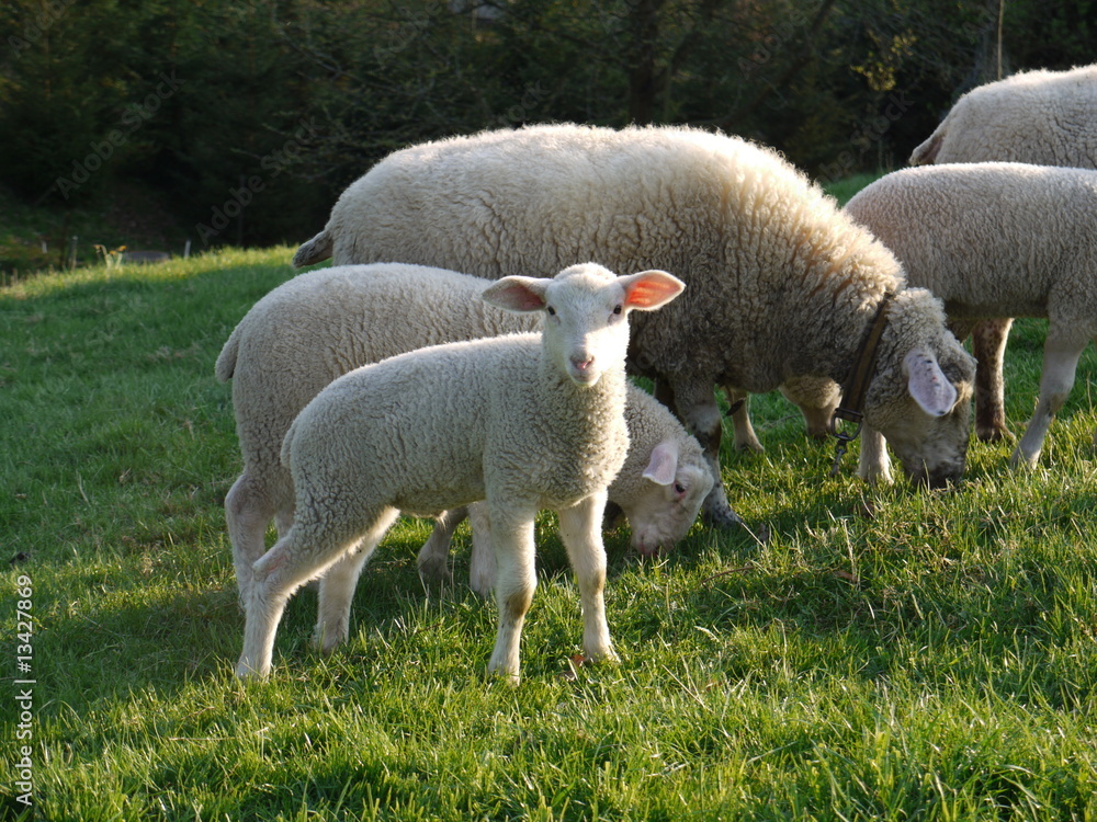 Obraz premium Osterlamm