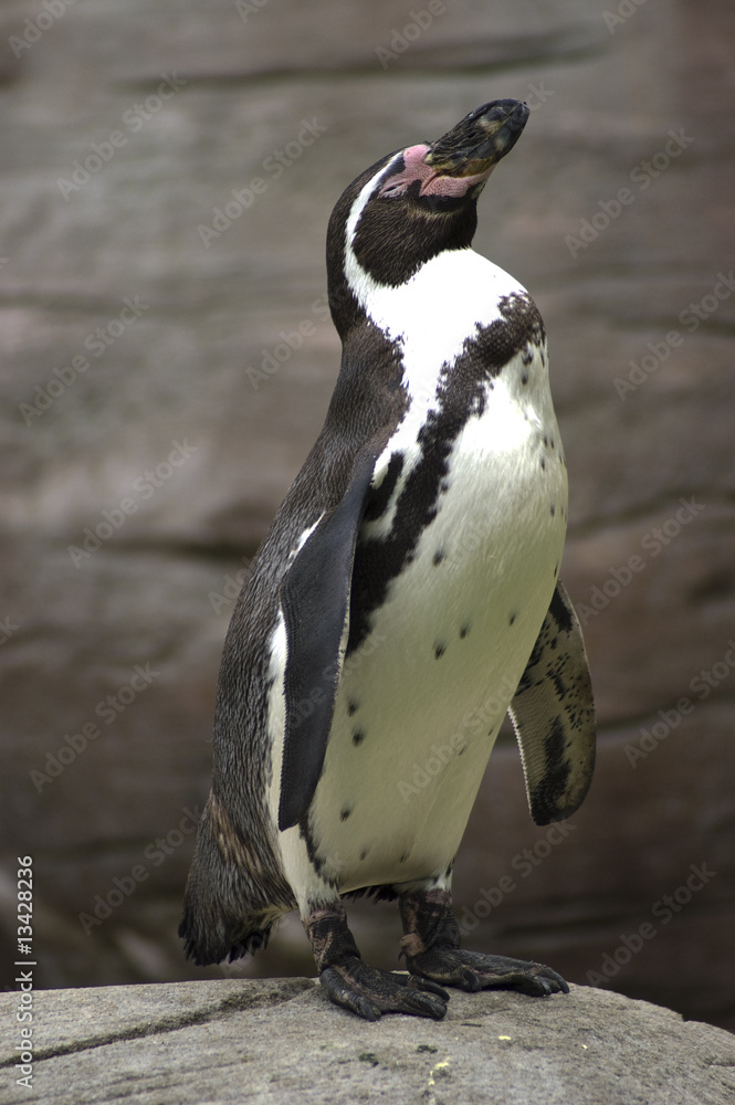 Naklejka premium Chute! je dors