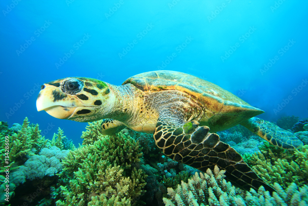 Hawksbill Sea Turtle in the Red Sea Hawksbill Sea Turtle in the Red Sea