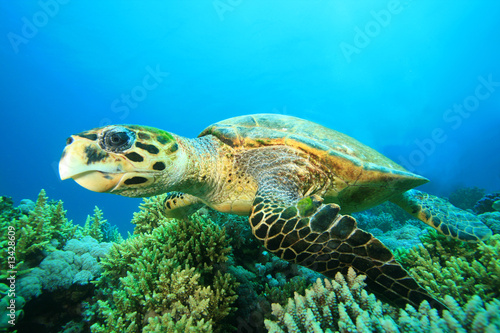 Hawksbill Sea Turtle in the Red Sea