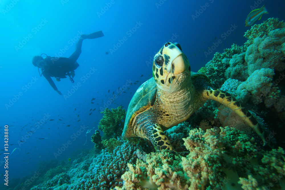 Fototapeta premium Turtle and Diver