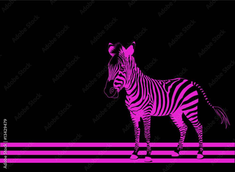Fototapeta premium Isolated zebra silhouette texture detail on black background