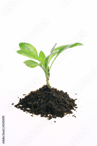 Planta pequena isolada no fundo branco, ecologico