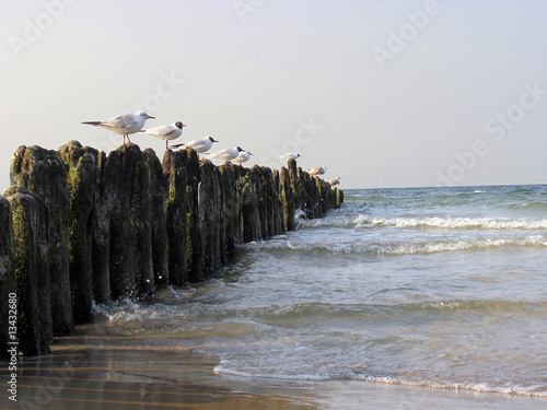 Obraz na płótnie Seagulls on the Breakwater w salonie