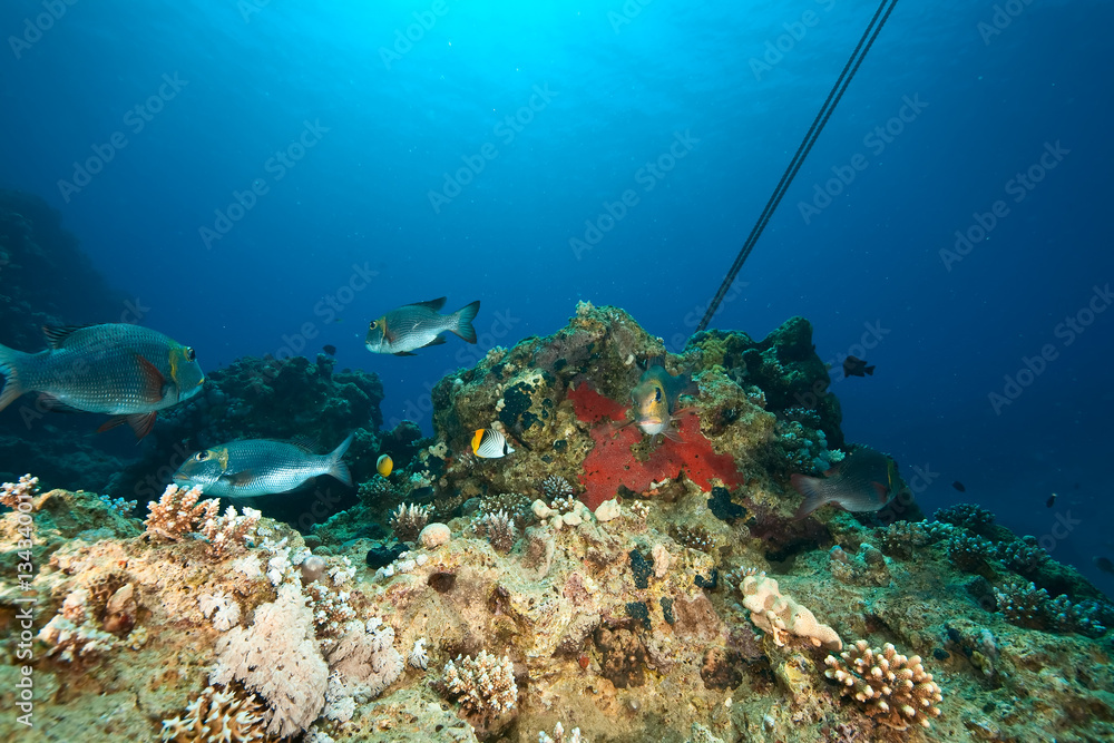 Fototapeta premium bigeye emperor, coral and ocean