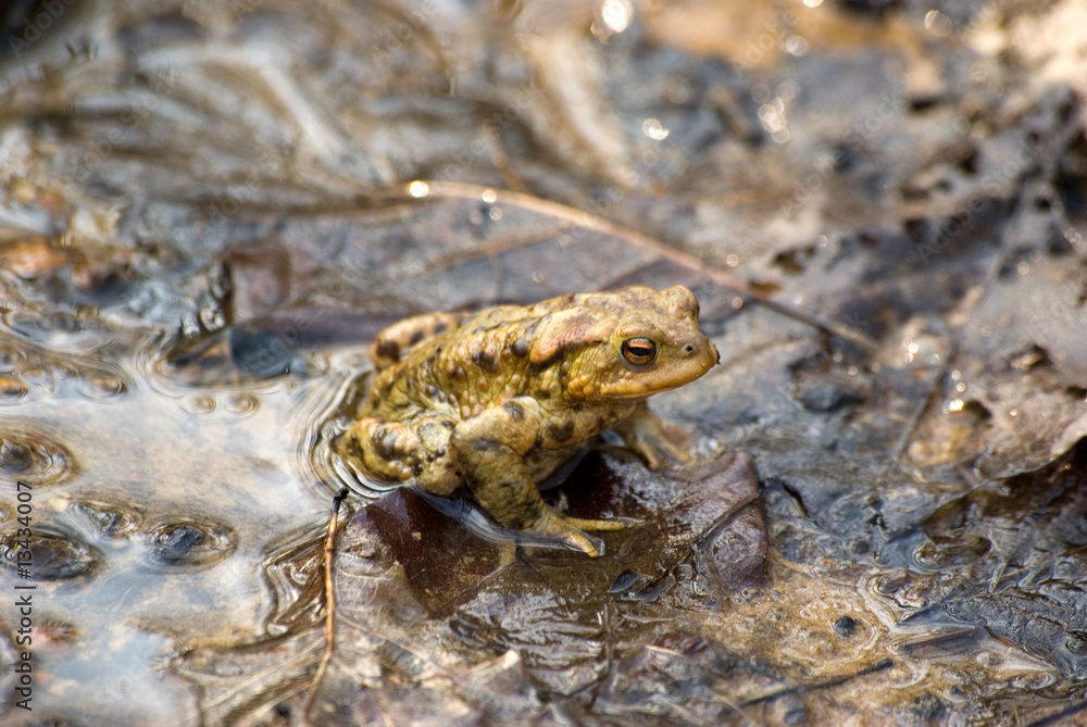 Obraz premium Amphibien