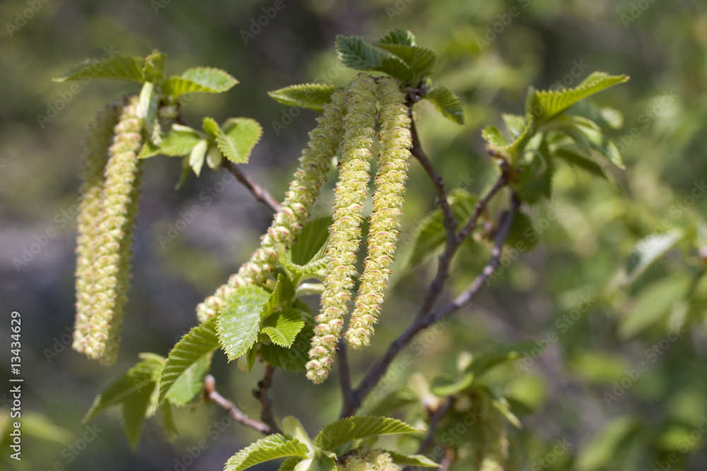 Naklejka premium Anemofilia