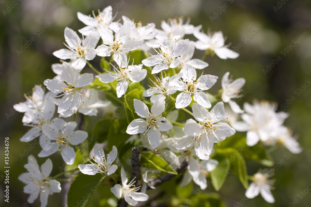 Ciliegio in fiore Ciliegio in fiore