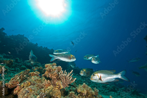 bigeye emperor, coral and ocean © stephan kerkhofs