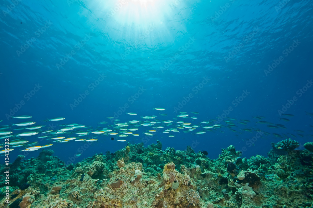 ocean, fish and sun