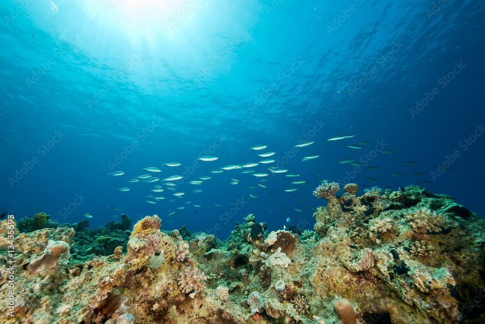 ocean, fish and sun