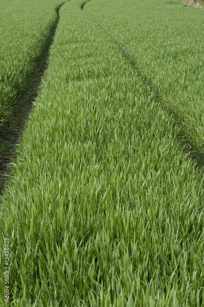 Fototapeta premium Feld Landwirtschaft Spuren