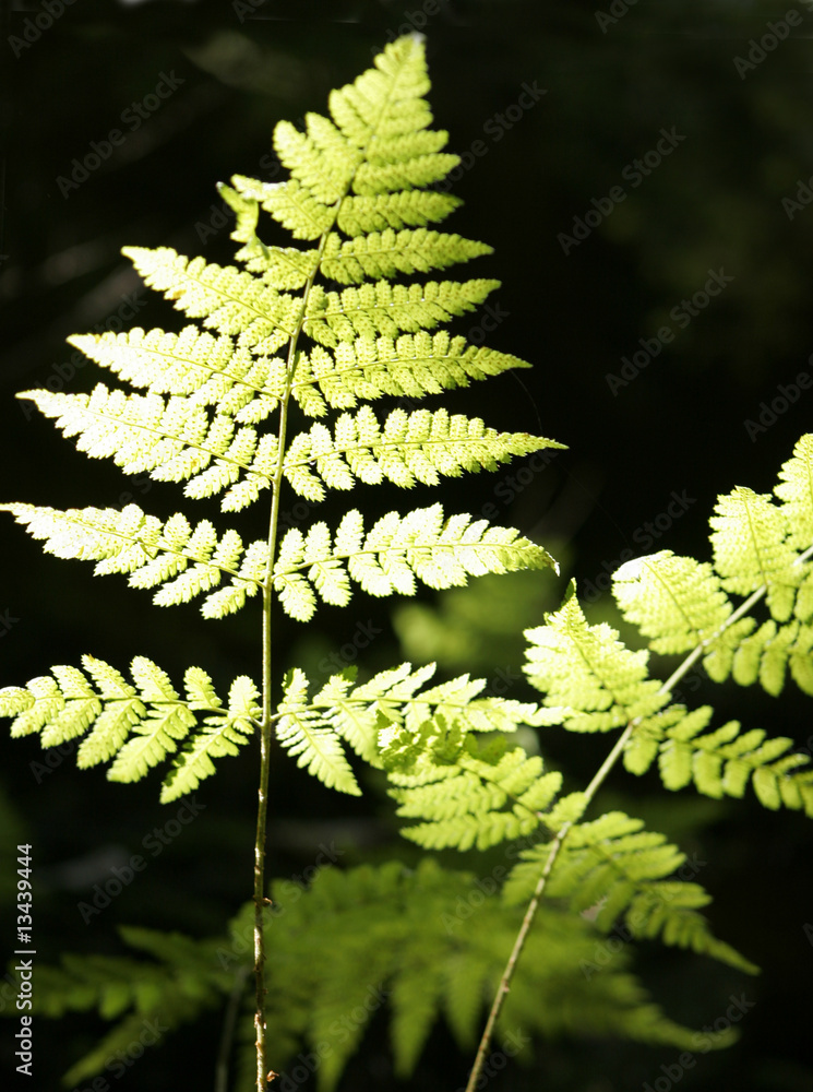 Fototapeta premium Backdrop of forest ferns