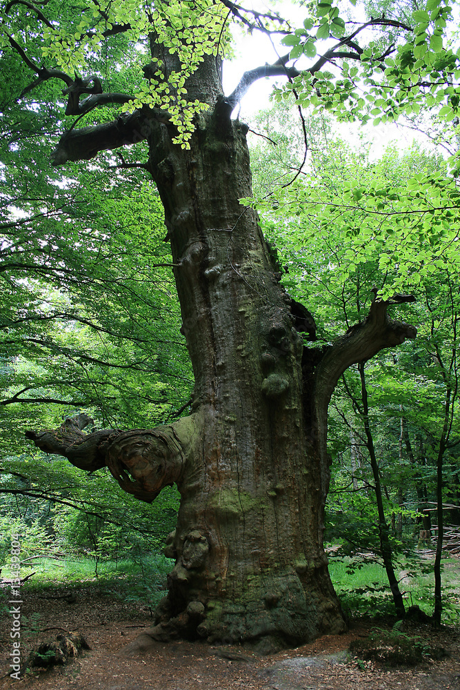 Fototapeta premium National Park Impressions
