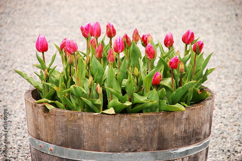 Pink tulips in barrel