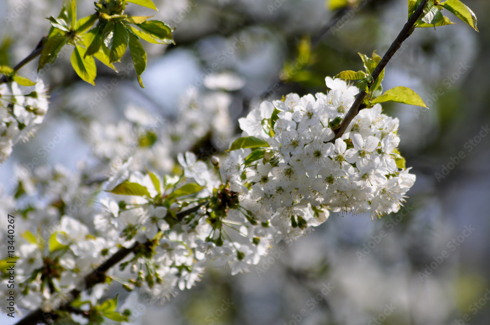 Sakura - Blütezeit Sakura - Blütezeit
