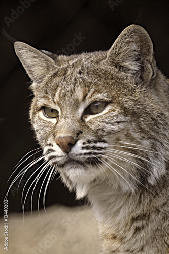 Lynx Close Up Portrait