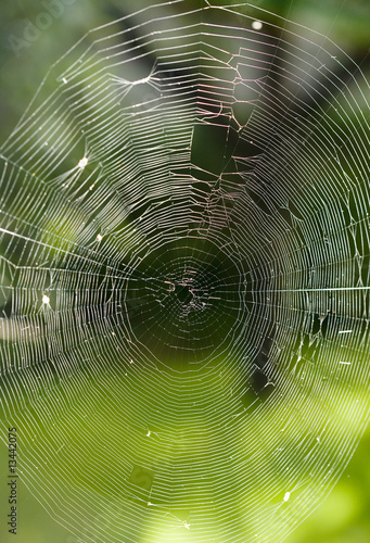 Cobweb in garden 2