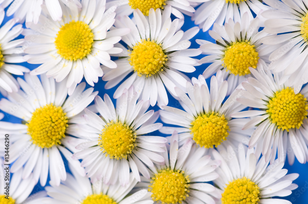Fototapeta premium Background from spring daisy flowers