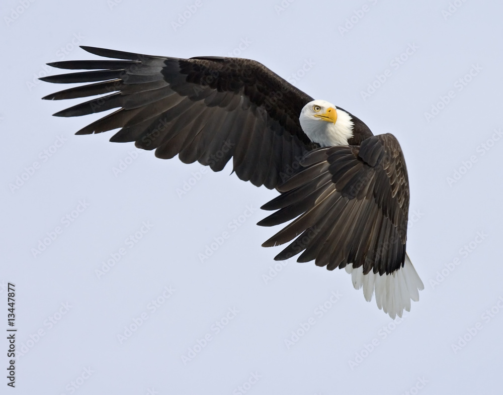 Obraz premium Watchful Eagle - Traffic Cop