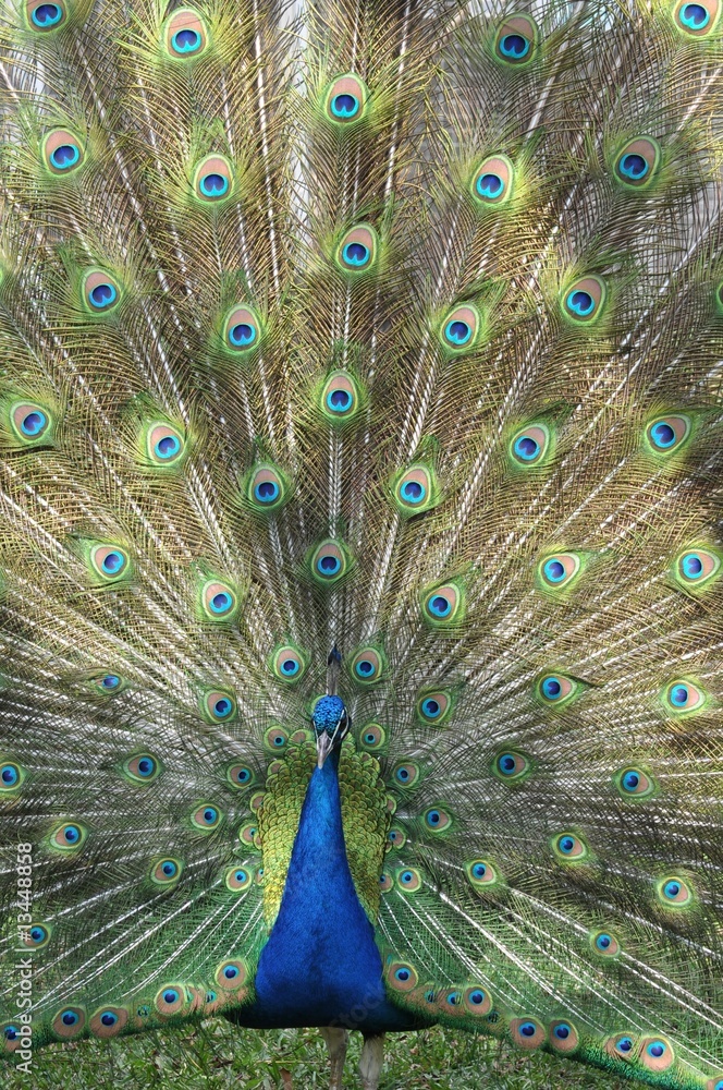 Obraz premium Pfau mit Rad