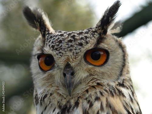 Bengal owl. © Photographee.eu