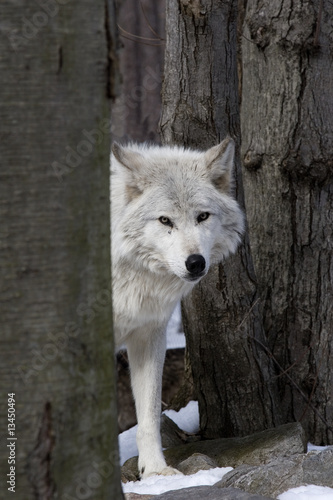Timber Wolf