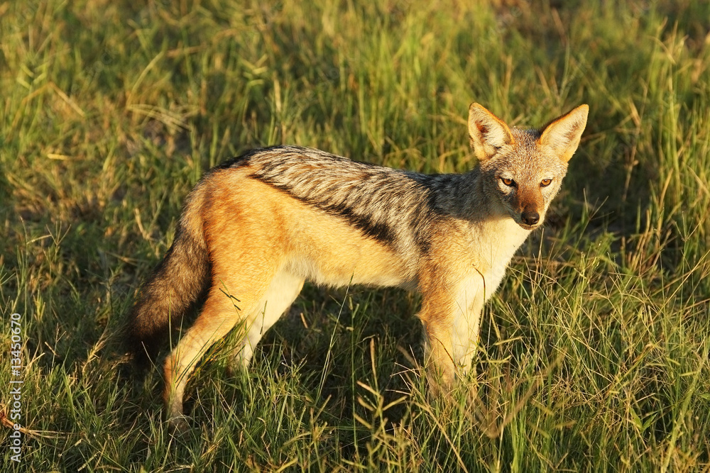 Obraz premium Black-backed Jackal 1