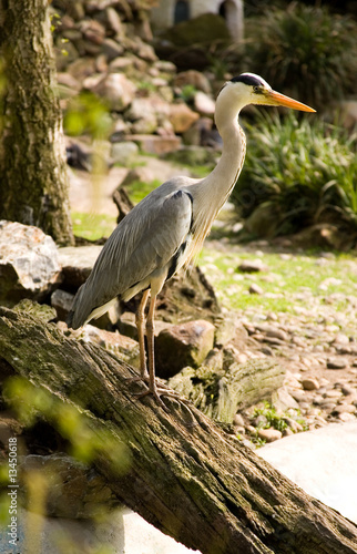 Grey heron. Park Avifauna  the Netherlands