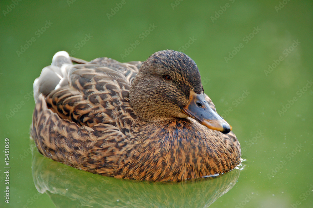 Fototapeta premium duck in the pond
