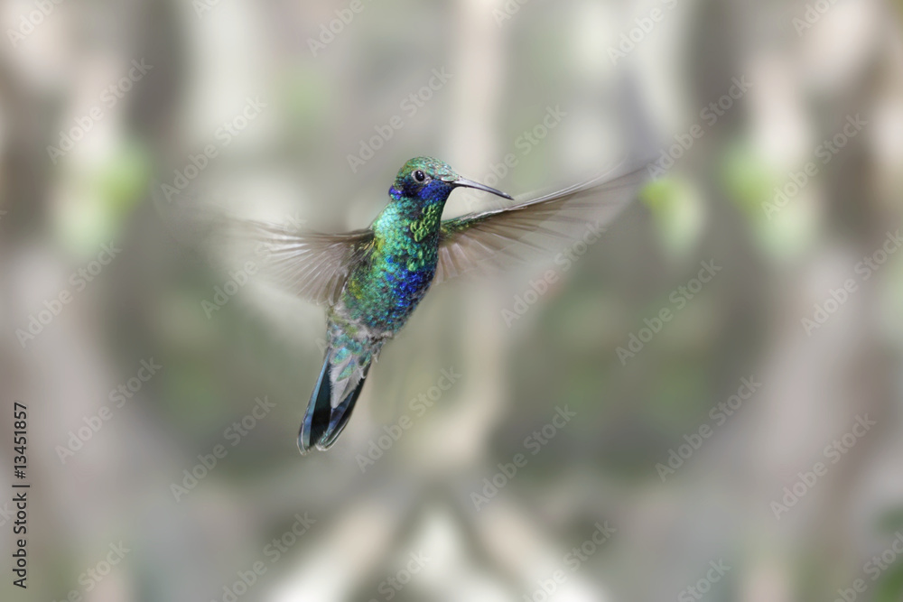 Obraz premium Sparkling Violet-ear Hummingbird