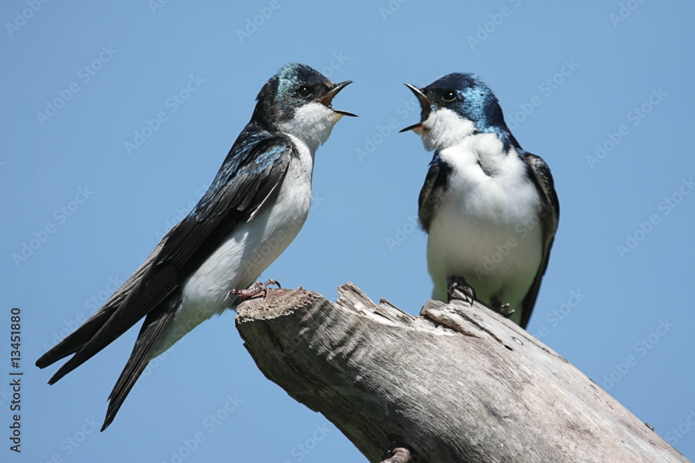 Fototapeta premium Pair of Tree Swallows on a stump