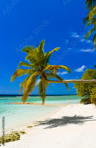 Fototapeta Naklejka Na Ścianę i Meble -  Bending palm tree on tropical beach