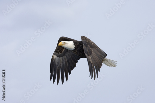 Mature Bald Eagle Flying