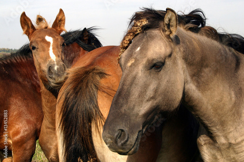 Fototapeta Naklejka Na Ścianę i Meble -  herd of horses